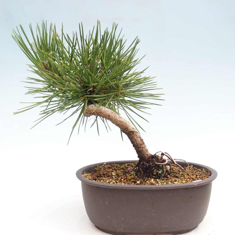 Bonsai da esterno - Pinus thunbergii - Pino di Thunberg