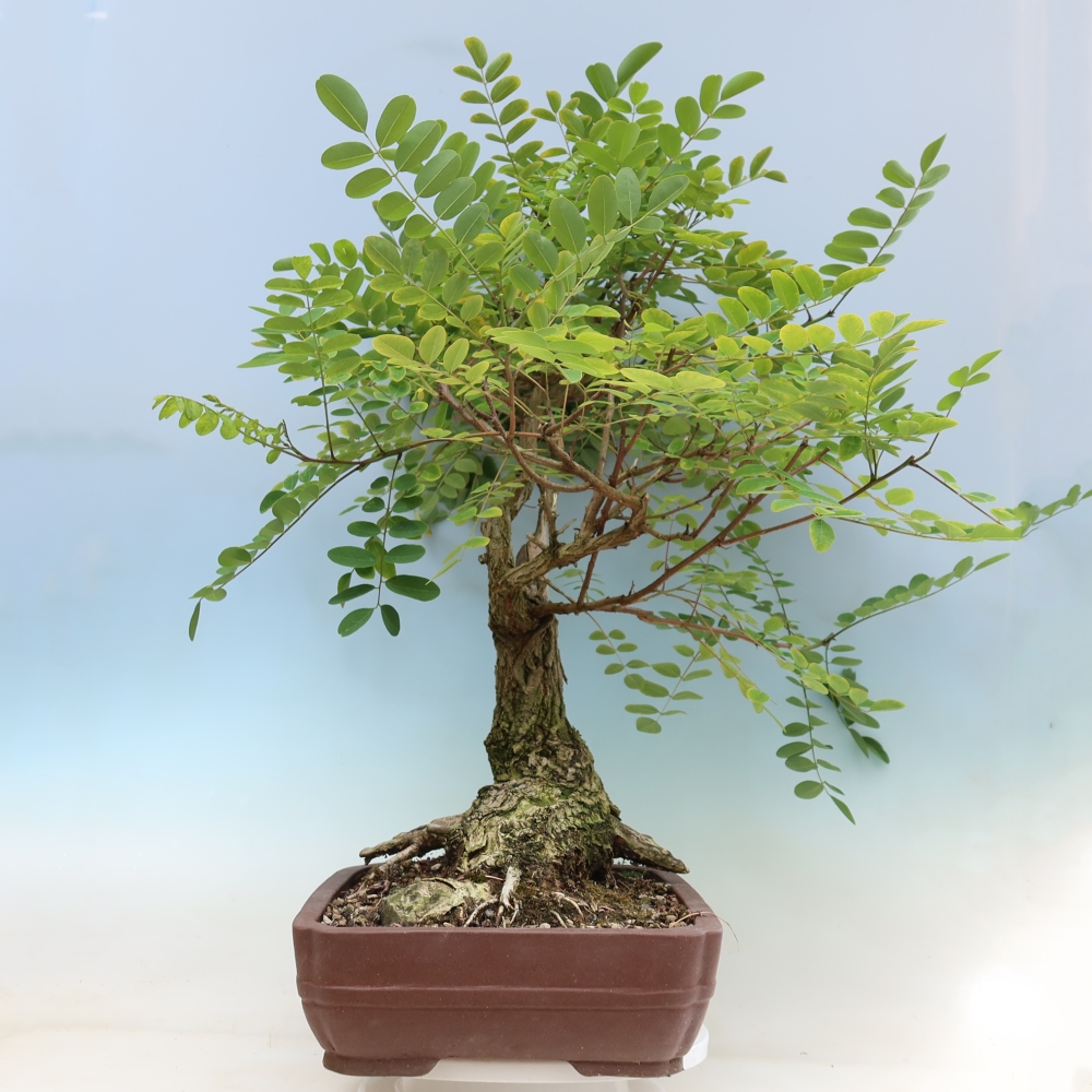 Bonsai da esterno - Acacia spinosa - Robinia pseudoacacia
