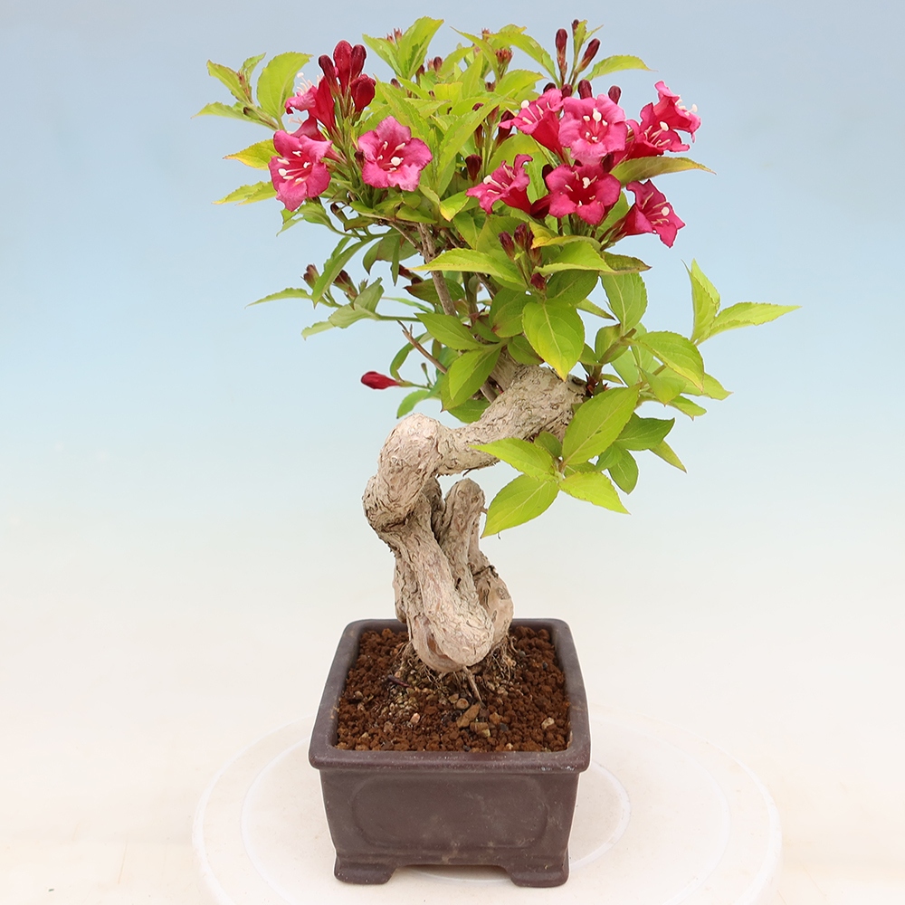 Bonsai da esterno - Weigela subsessilis - Weigela coreana