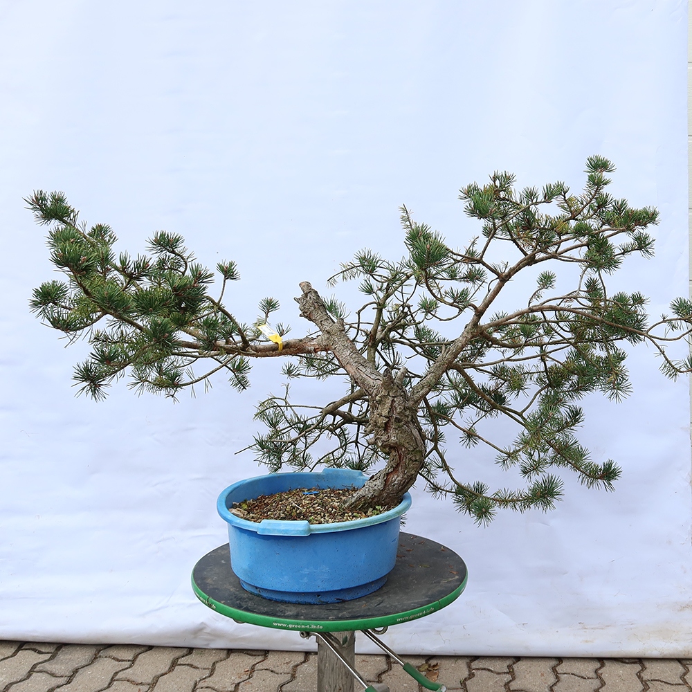 Pinus sylvestris Spagna - pino silvestre