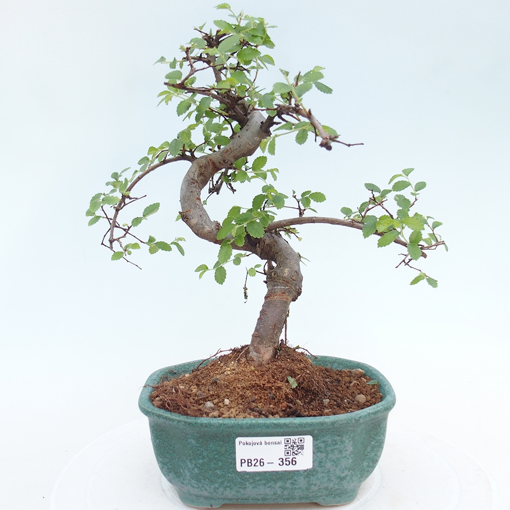Camera bonsai - Ulmus parvifolia - Olmo a foglie piccole