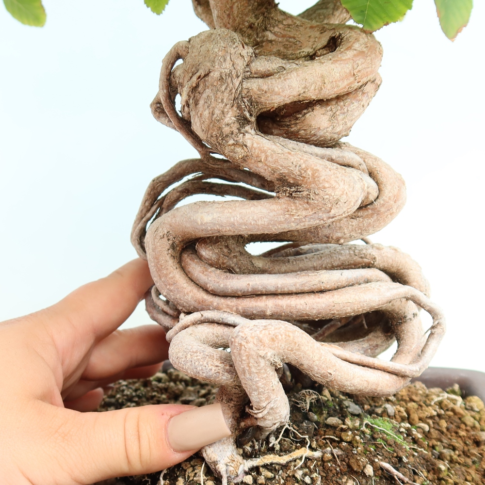 Bonsai da esterno -Carpinus CARPINOIDES - Carpino coreano