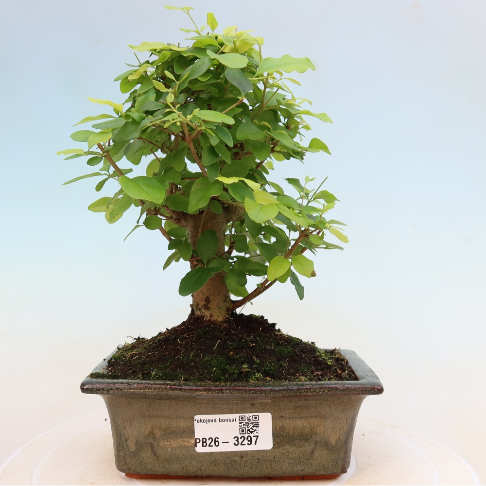 Camera bonsai -Ligustrum chinensis - Becco d'uccello