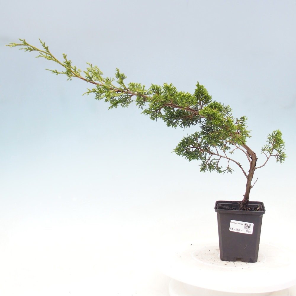Bonsai da esterno - Juniperus chinensis Itoigawa