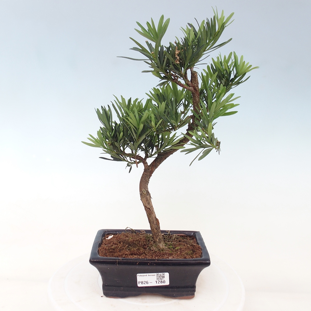 Camera bonsai - Podocarpus - Tasso delle pietre