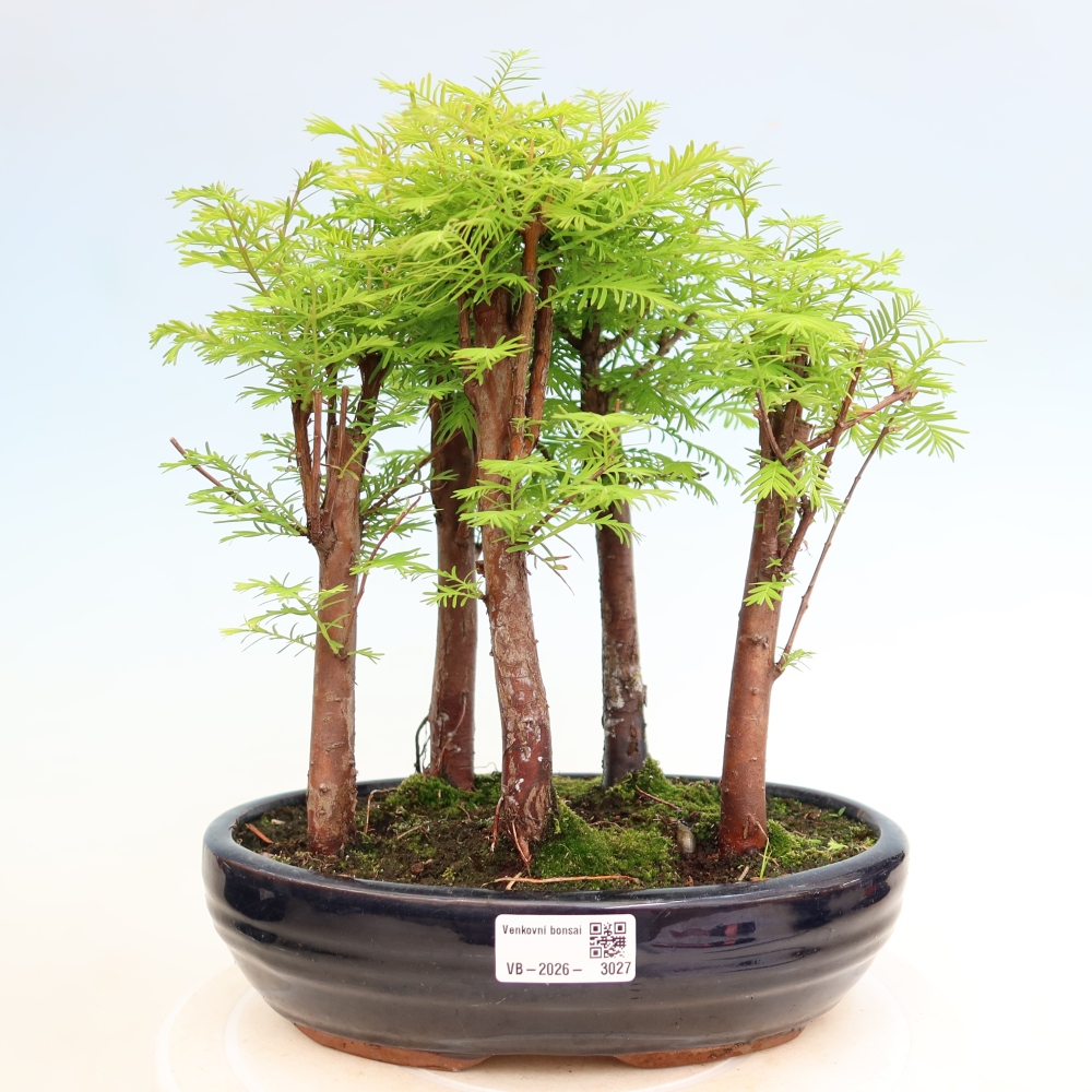 Bonsai da esterno - Metasequoia glyptostroboides - Metasequoia cinese - boschetto