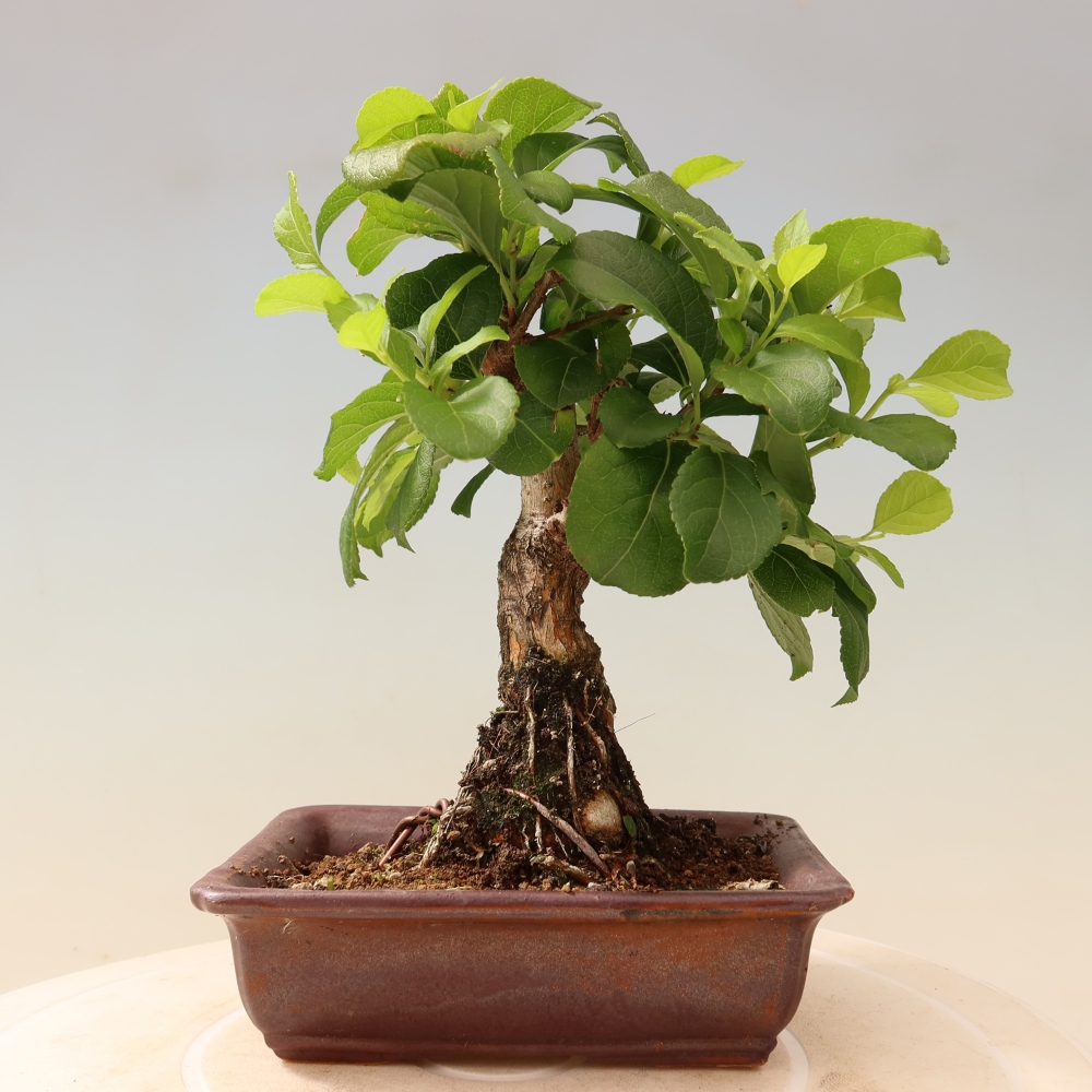 Bonsai da esterno - Celastrus orbiculatus