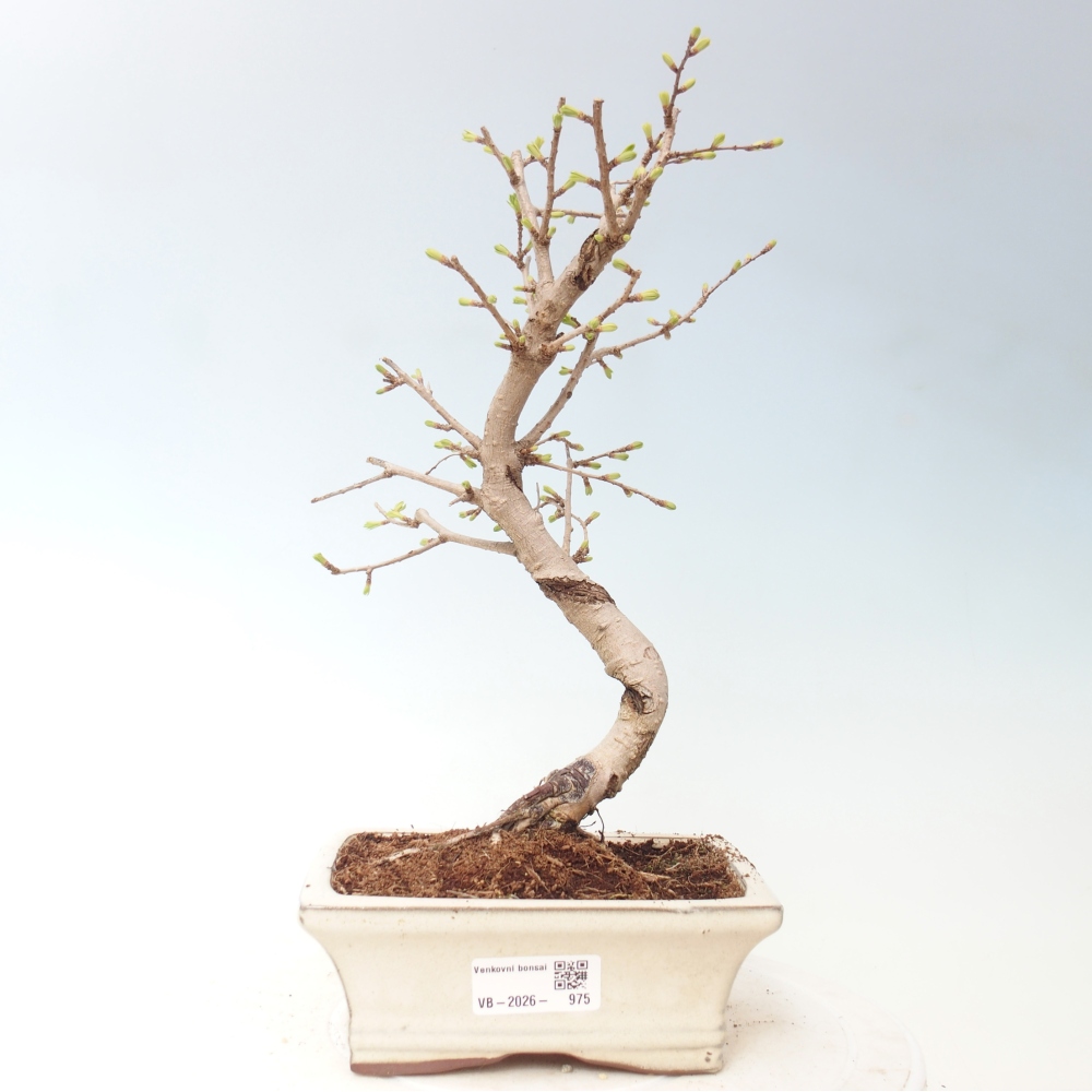 Bonsai da esterno -Pseudolarix amabis-Pseudolarix amabis