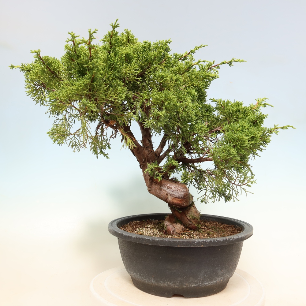 Bonsai da esterno - Juniperus chinensis Itoigawa-Juniperus chinensis