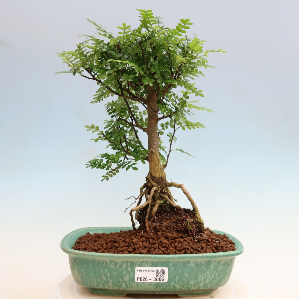 Camera bonsai - Zantoxylum piperitum - albero del pepe