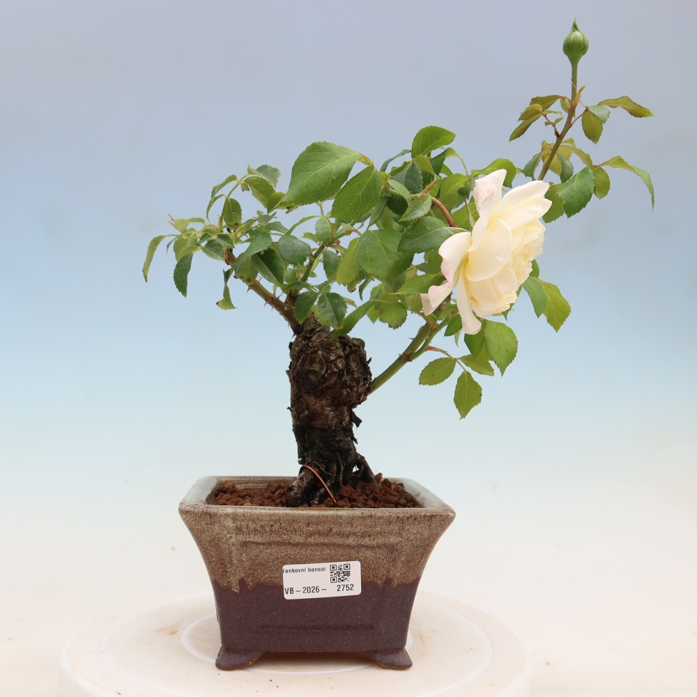 Bonsai da esterno - Rosa Kordes - rosa