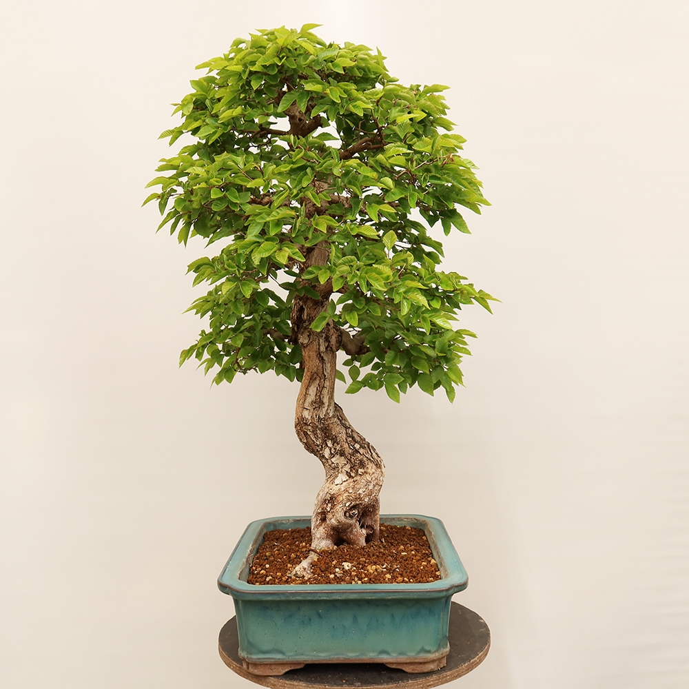 Bonsai da esterno -Carpinus Coreana - Carpino coreano