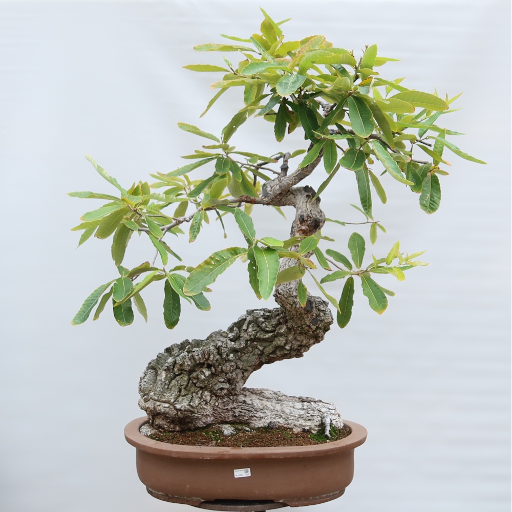 Bonsai da esterno - Quercus castaneifolia  - Quercia a foglia di castagno