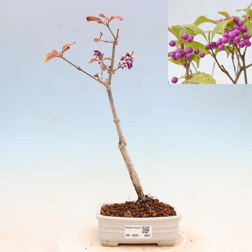 Bonsai da esterno - Callicarpa bodinierova profusione