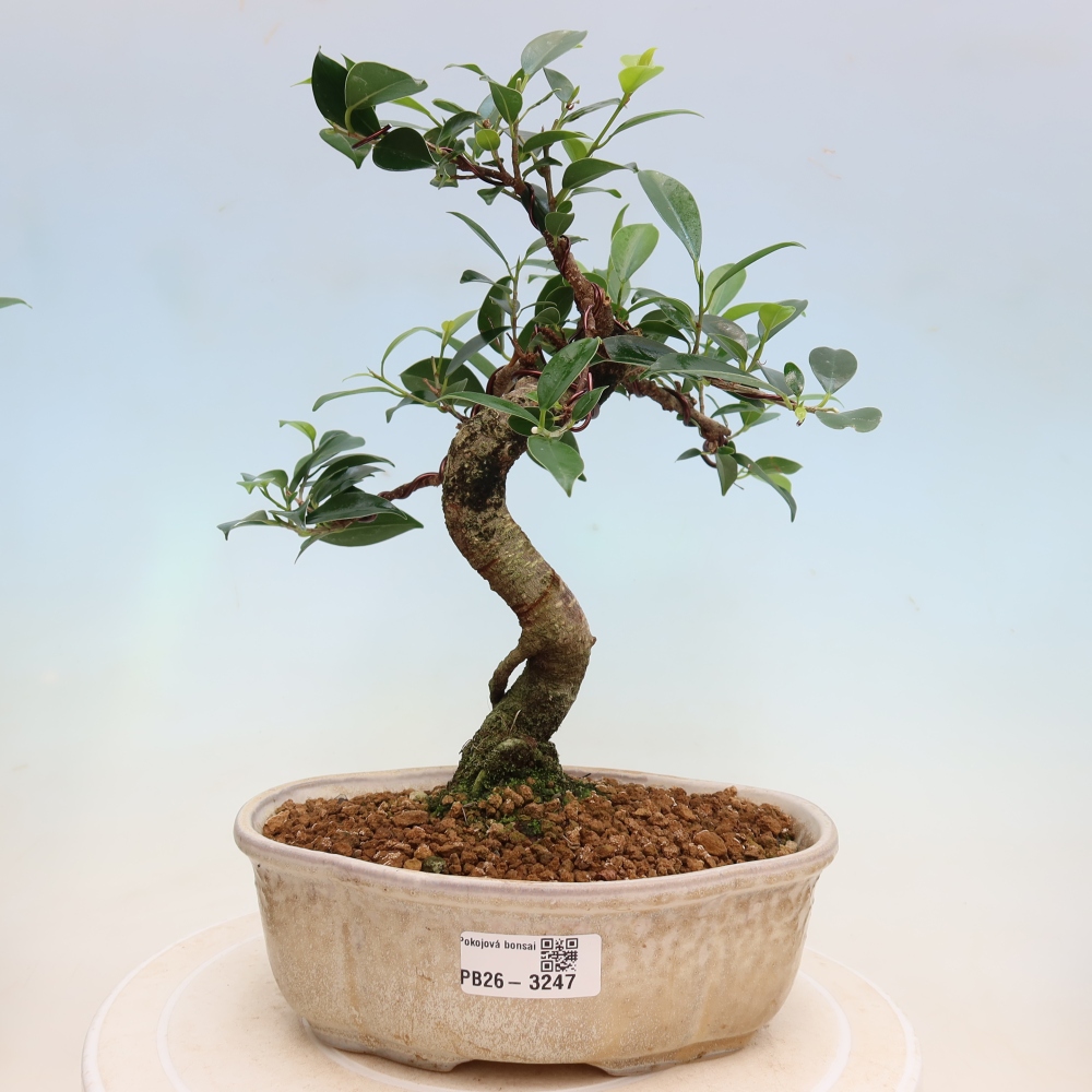 Camera bonsai - Ficus kimmen - ficus a foglie piccole