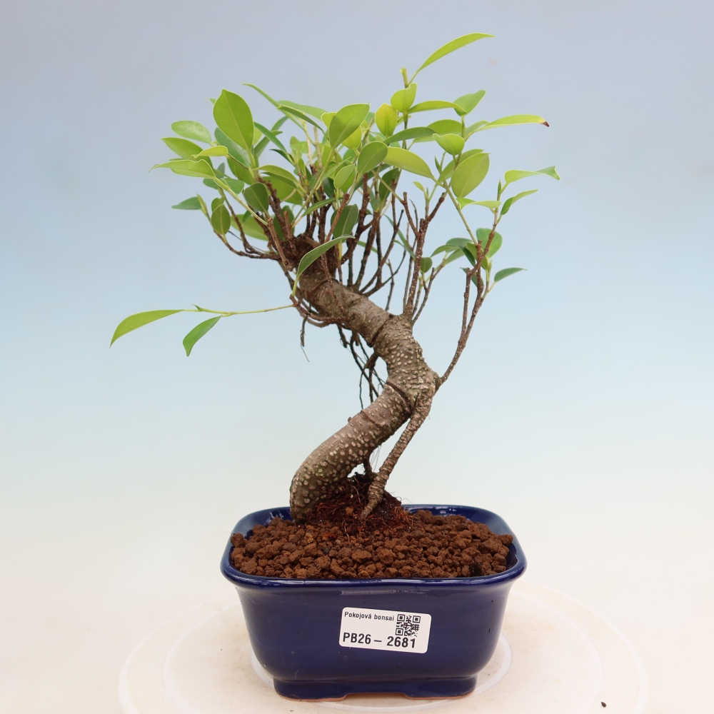 Camera bonsai - Ficus kimmen - ficus a foglie piccole