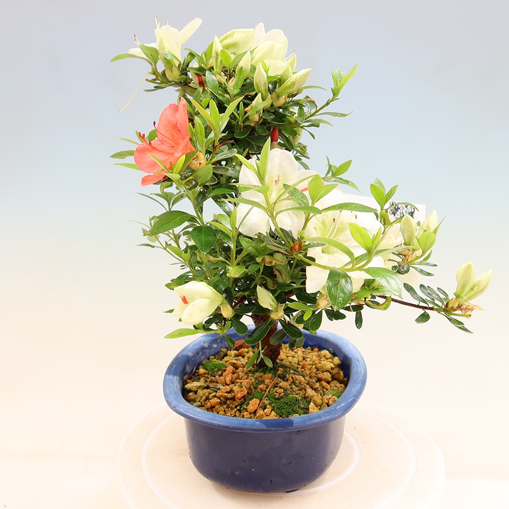 Bonsai da esterno - Azalea giapponese - Azalea Asahi-no-izumi
