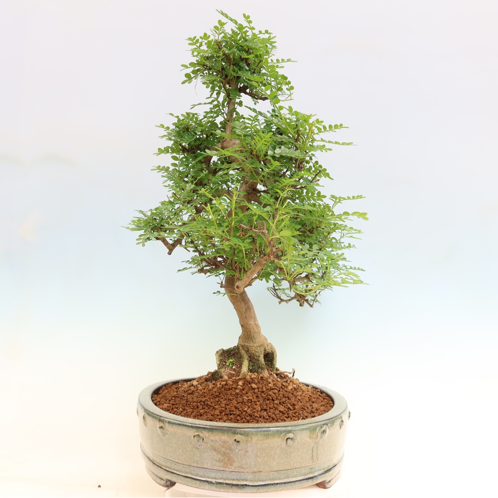 Camera bonsai - Zantoxylum piperitum - albero del pepe