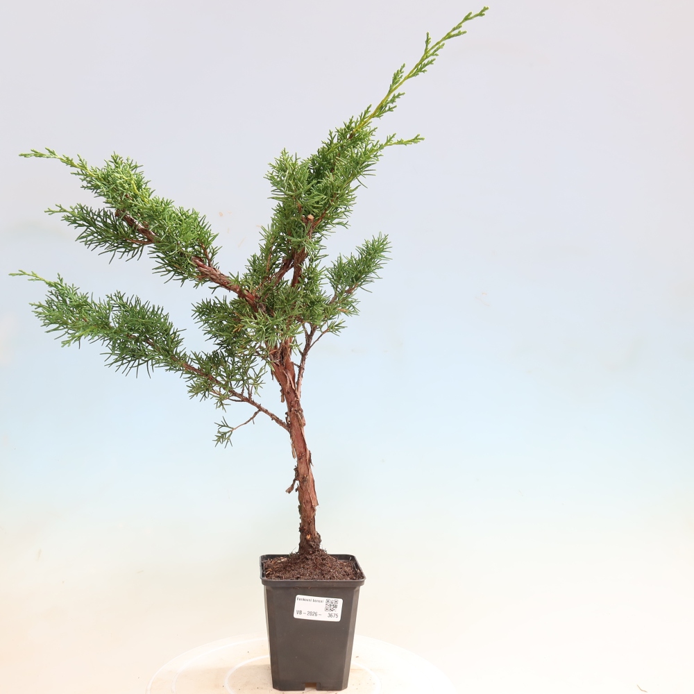 Bonsai da esterno - Juniperus chinensis Kishu