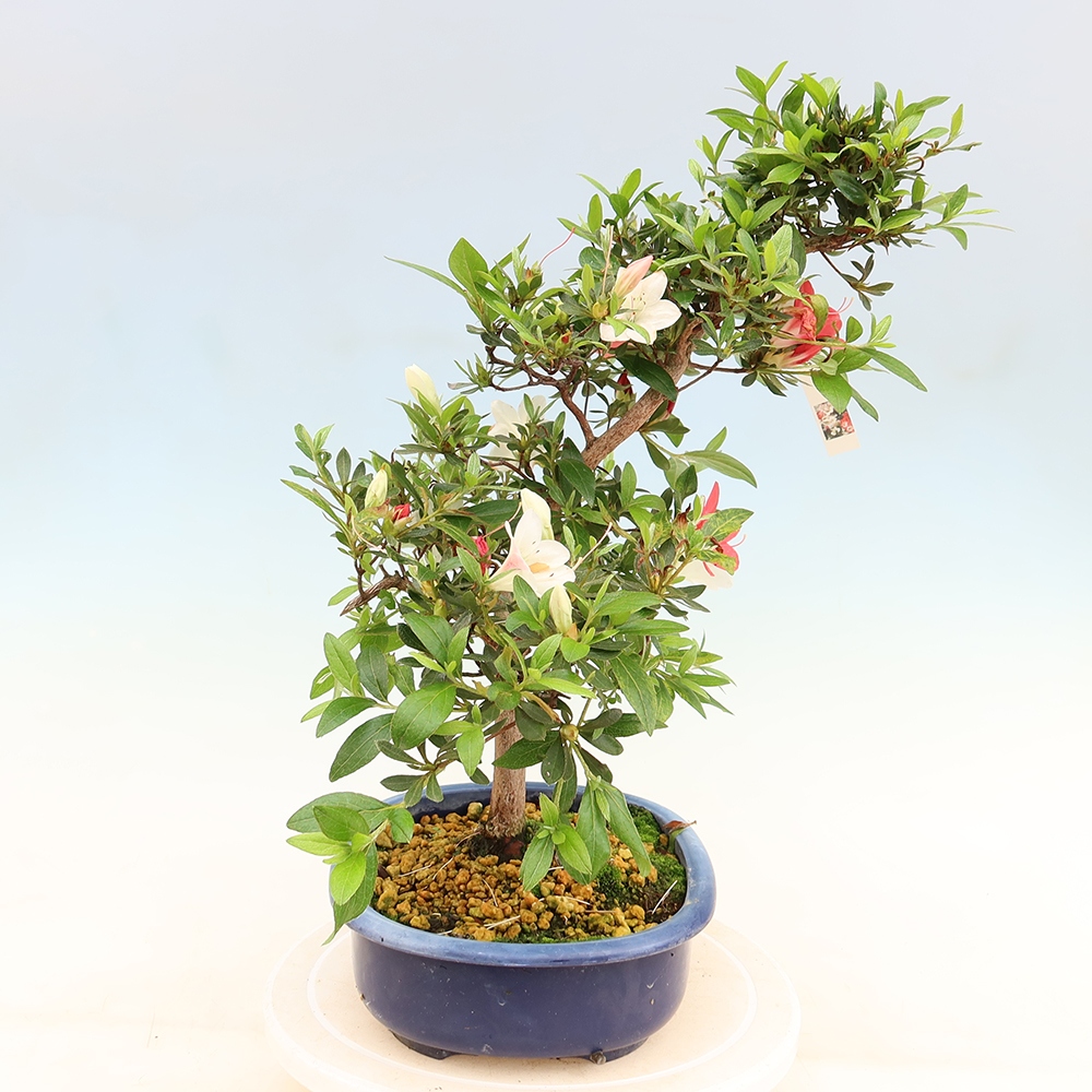 Bonsai da esterno - Azalea giapponese - Azalea Senhime