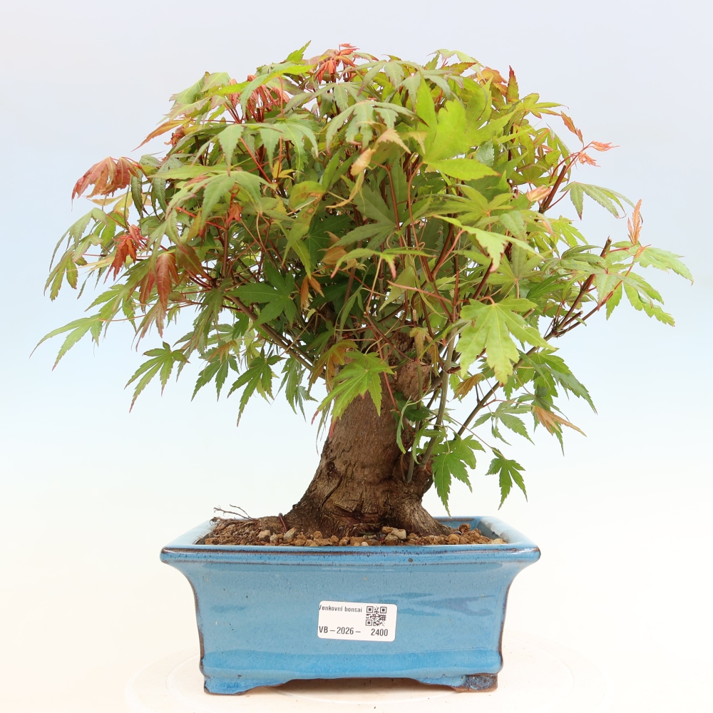 Bonsai da esterno - Acero Burger - Acer Burgerianum