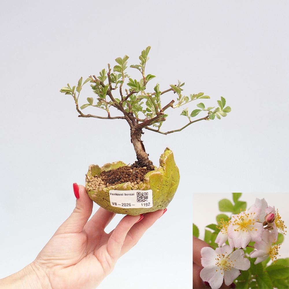 Bonsai da esterno - Rosa sp. - rosa a fiore piccolo