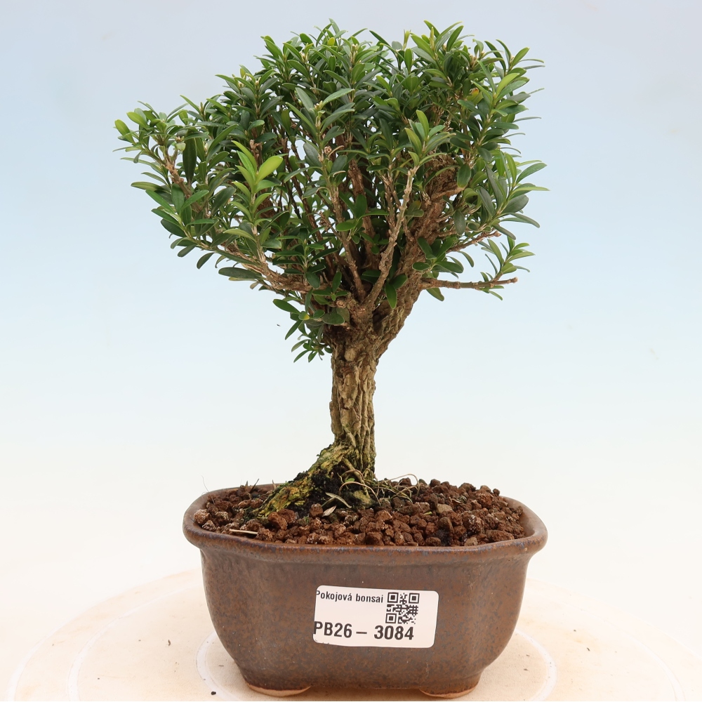 Camera bonsai - Buxus harlandii - buxus da sughero