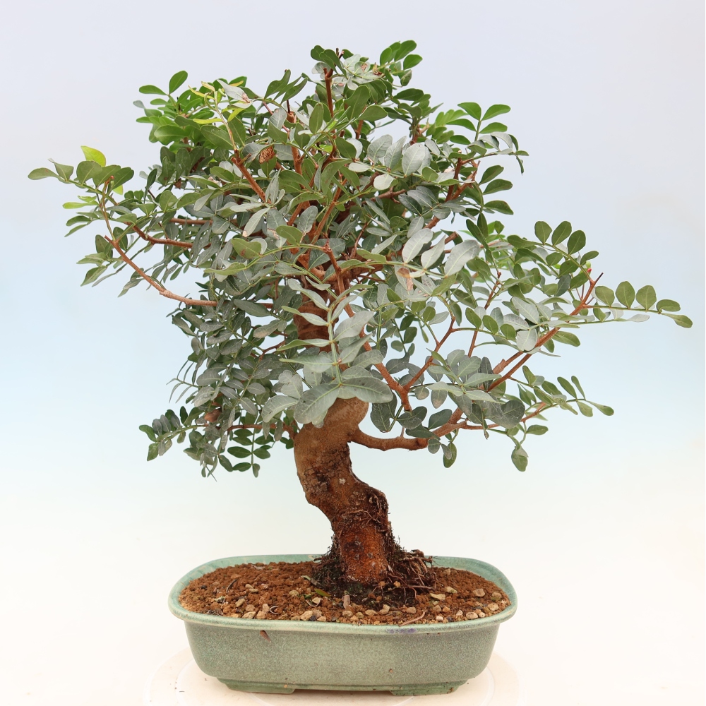 Bonsai da interno - Pistacia lentiscus - Pistacchio