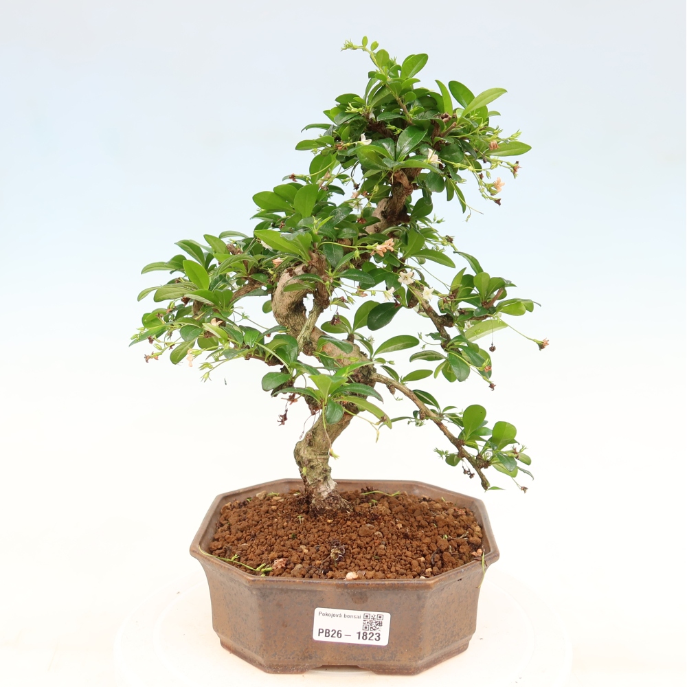 Camera bonsai - Carmona macrophylla - Tea fuki