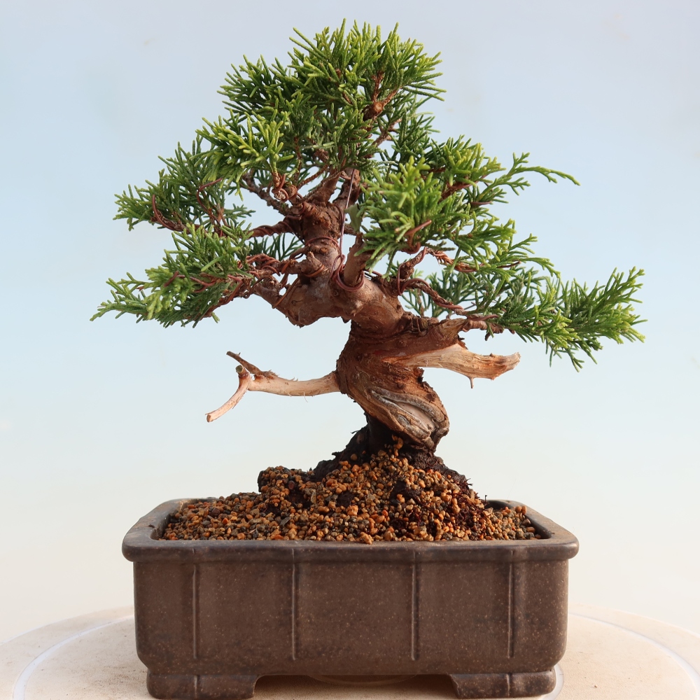 Bonsai da esterno - Juniperus chinensis Itoigawa