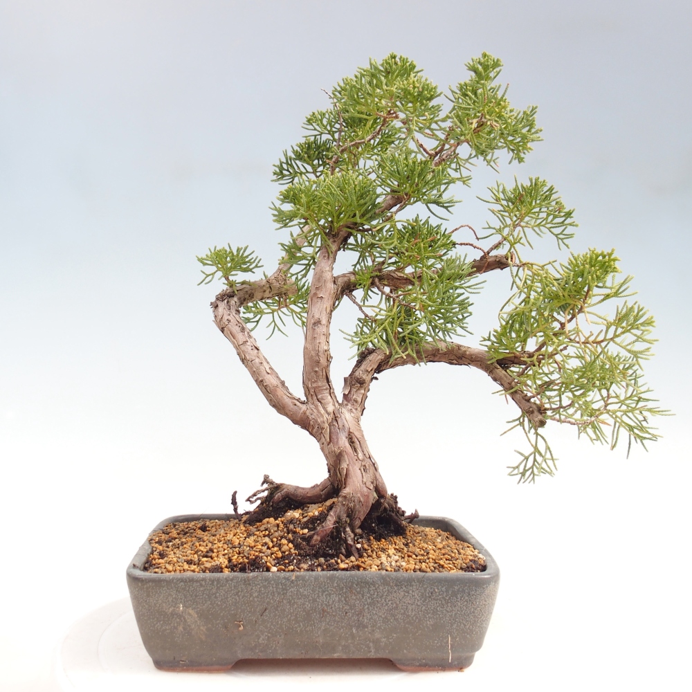 Bonsai da esterno - Juniperus chinensis Kishu