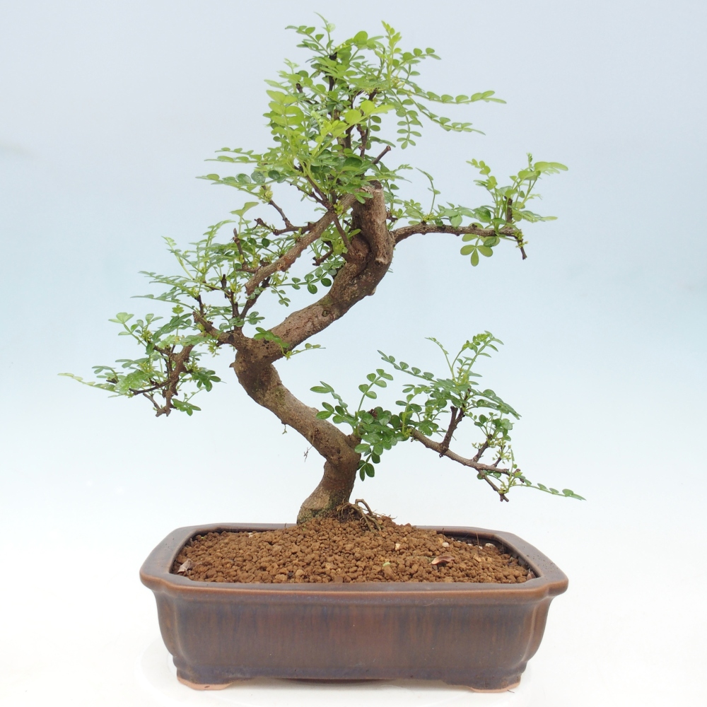 Camera bonsai - Zantoxylum piperitum - albero del pepe