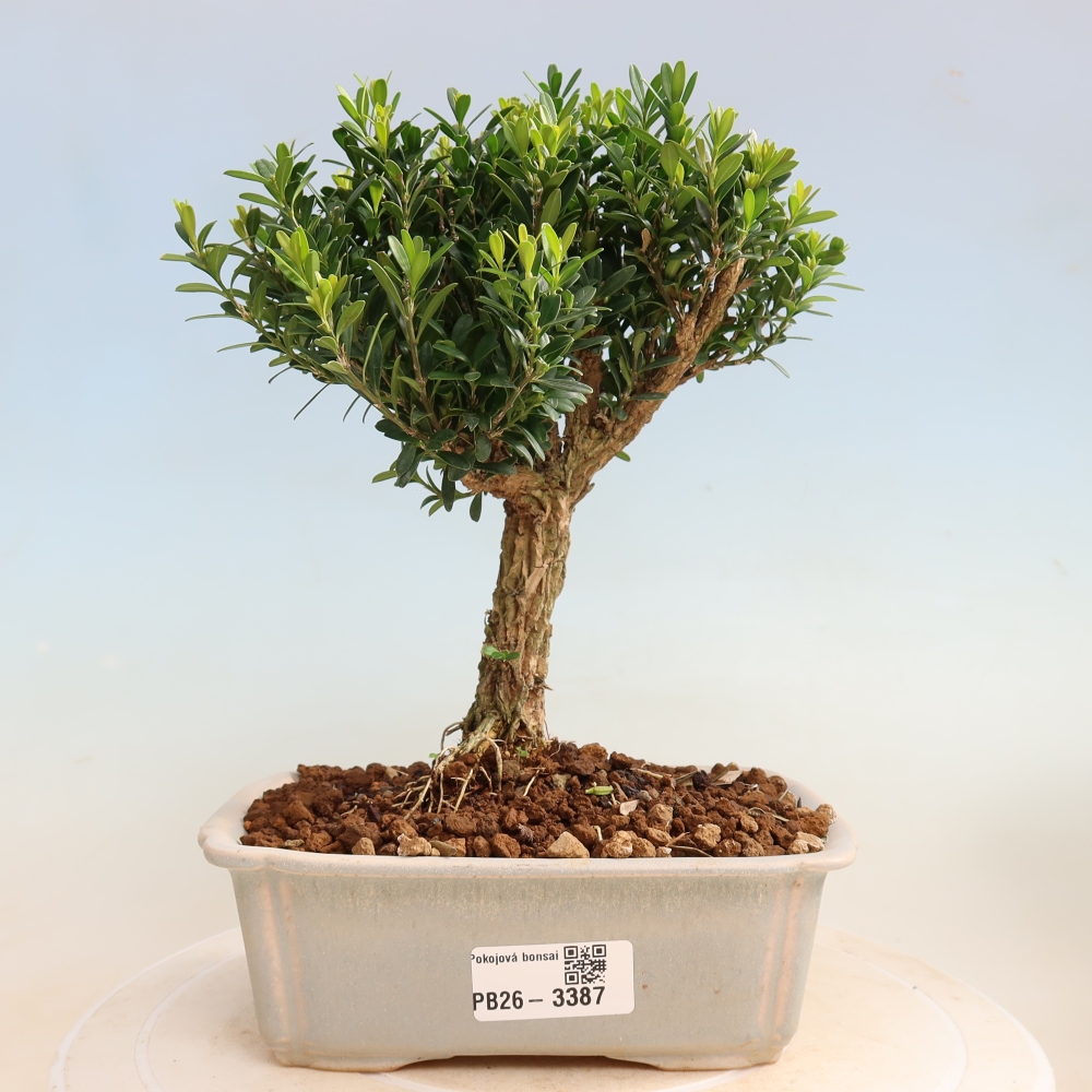 Camera bonsai - Buxus harlandii - buxus da sughero