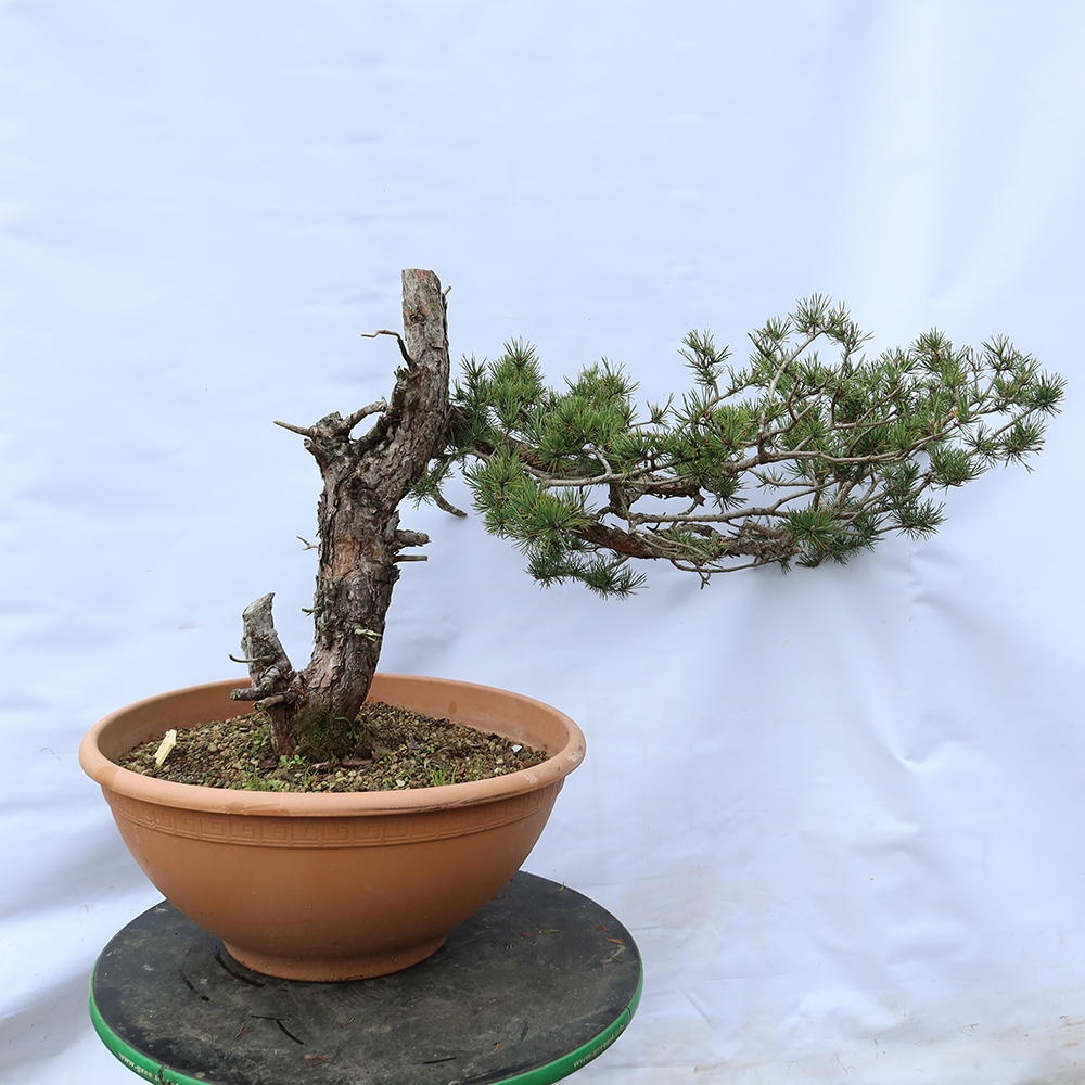 Pinus sylvestris Spagna - pino silvestre