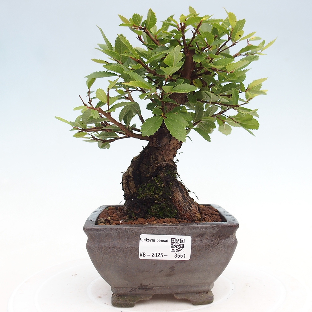 Bonsai da esterno - Zelkova - Zelkova NIRE