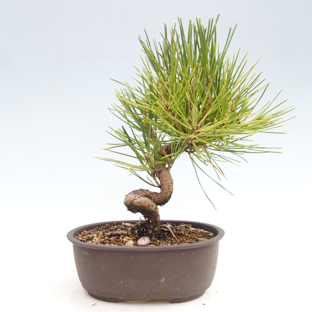 Bonsai da esterno - Pinus thunbergii - Pino di Thunberg
