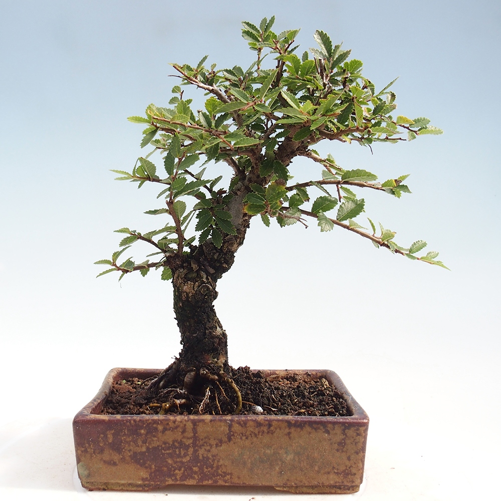 Bonsai da esterno - Zelkova - Zelkova NIRE