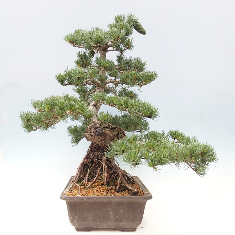 Bonsai da esterno - Pinus parviflora - Pinus parviflora