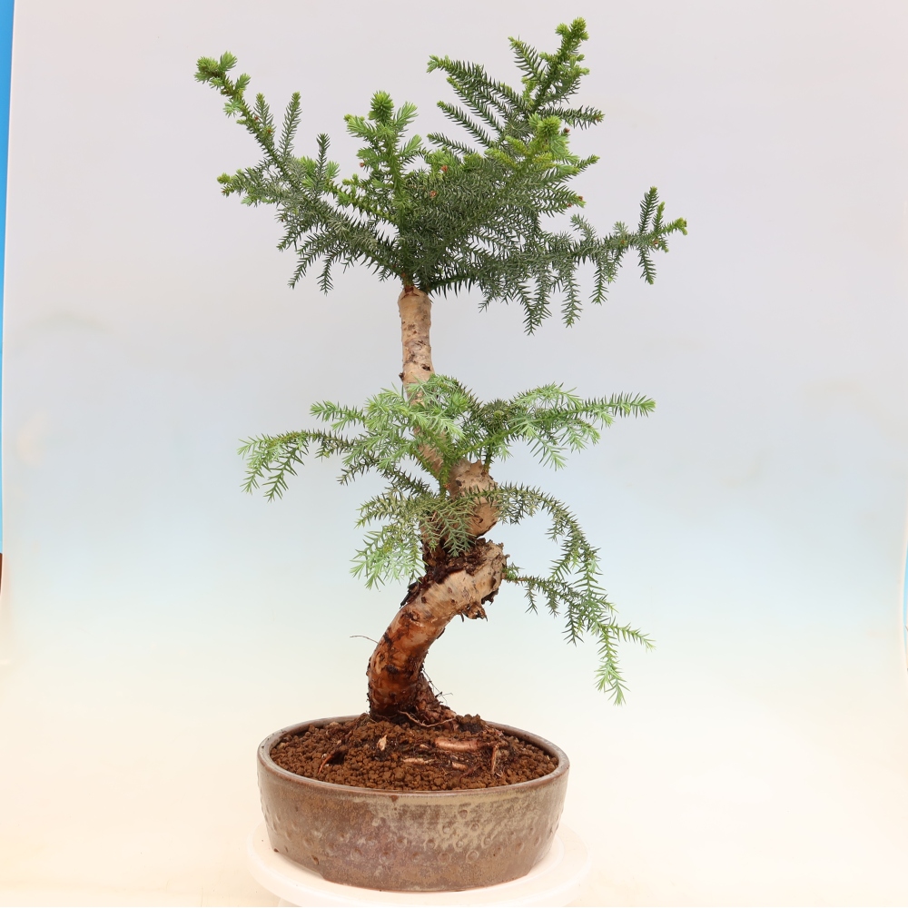 Bonsai da camera - Araucaria - Abete da camera