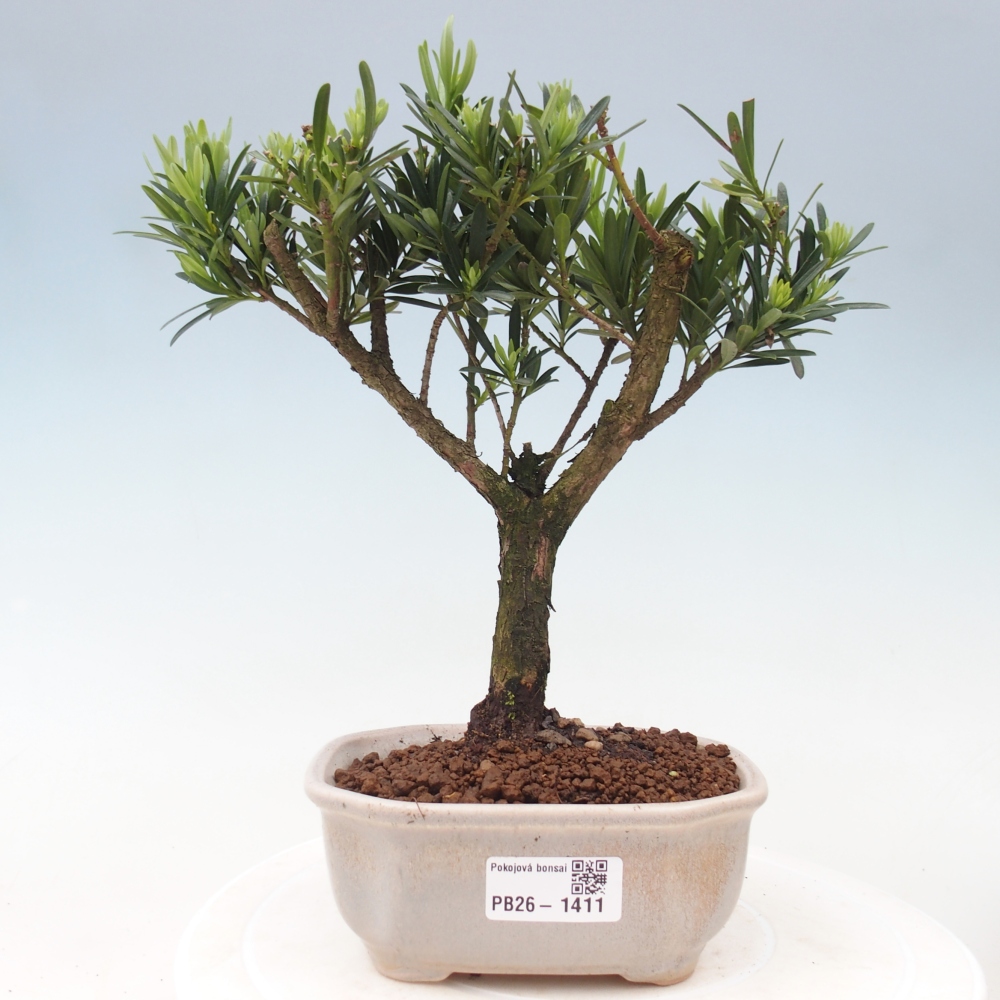 Camera bonsai - Podocarpus - Tasso delle pietre