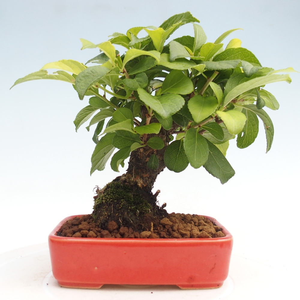 Bonsai da esterno - Celastrus orbiculatus