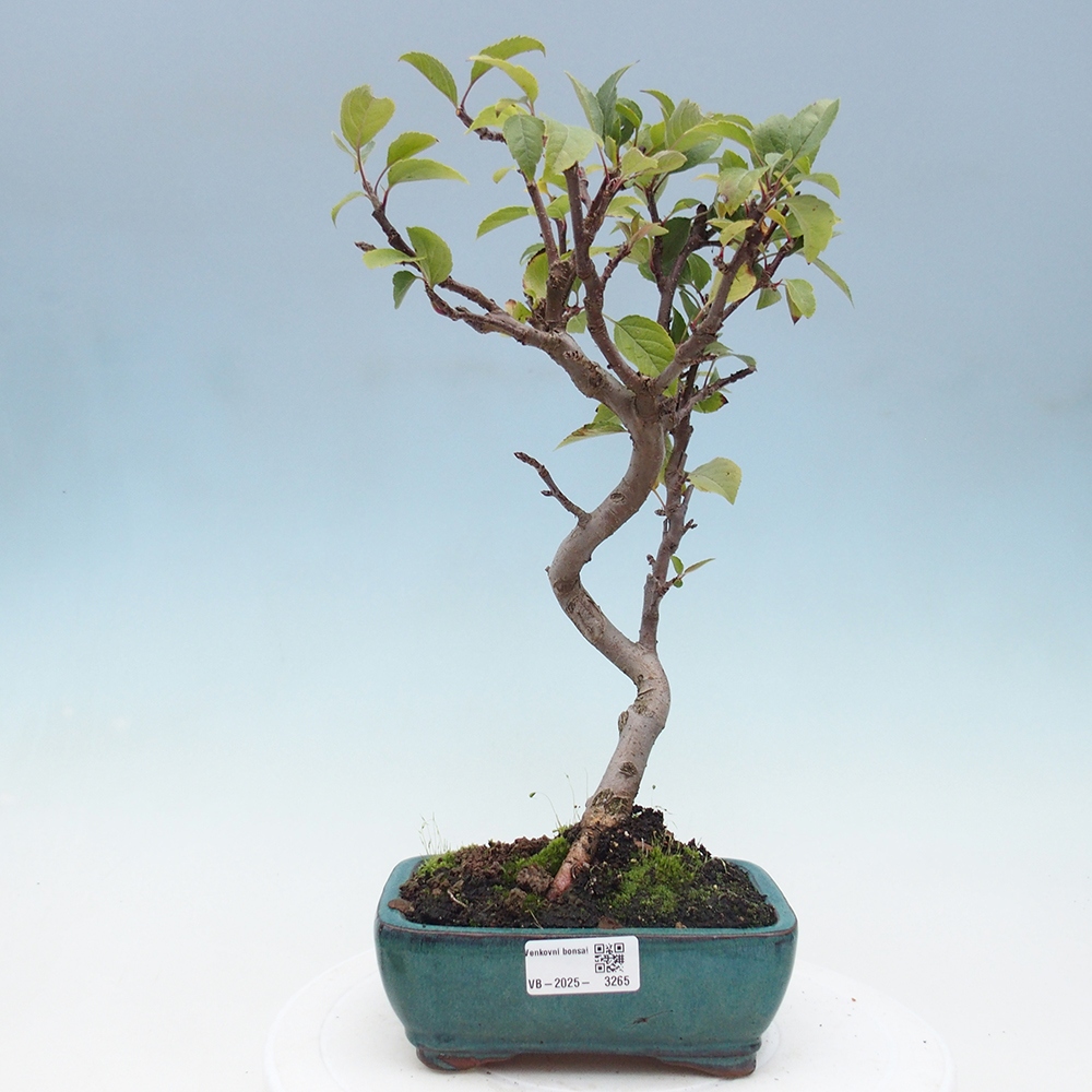 Bonsai da esterno -Malus halliana - Melo a frutto piccolo