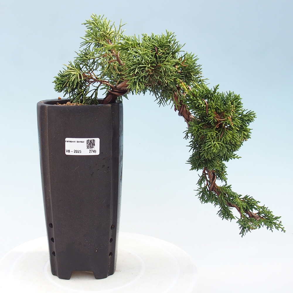 Bonsai da esterno - Juniperus chinensis Kishu