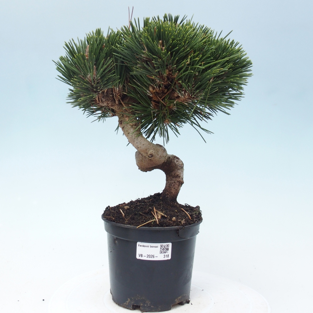 Bonsai da esterno - Pinus thunbergii senjyumaru - Pino di Thunberg