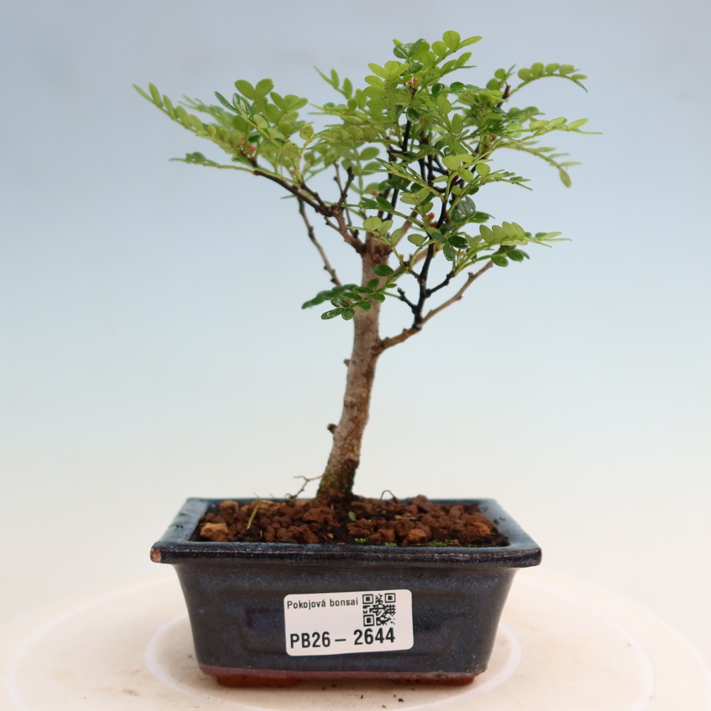 Camera bonsai - Zantoxylum piperitum - albero del pepe