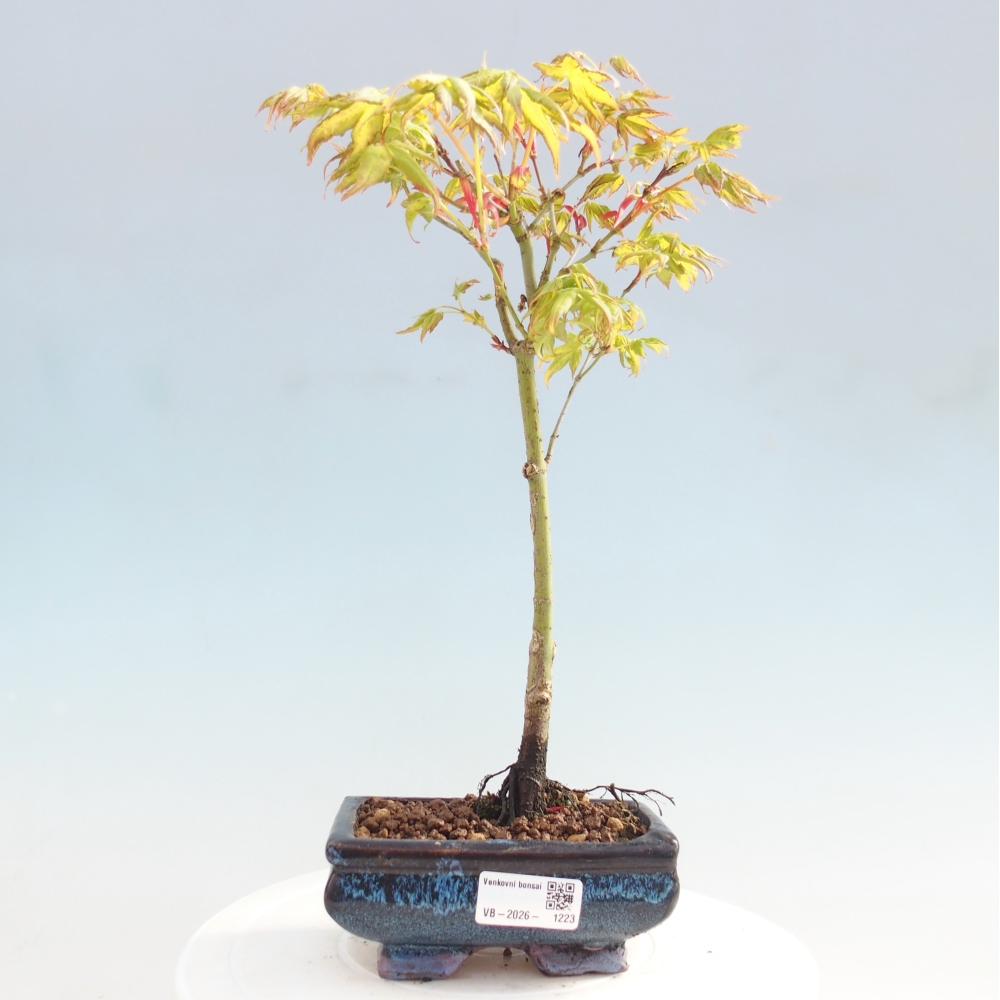 Acer palmatum Aureum - Acero dorato