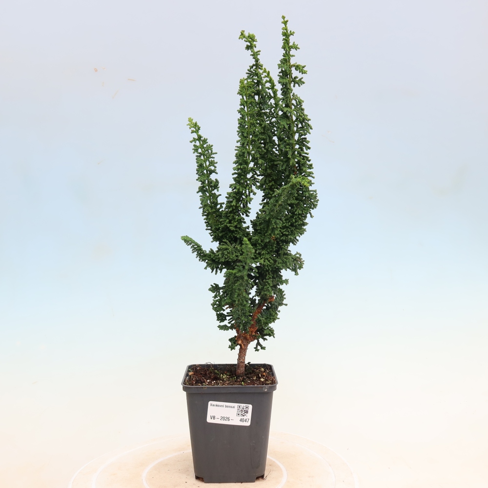 Bonsai da esterno - Cham. obtusa SEKKA HINOKI - Cipresso