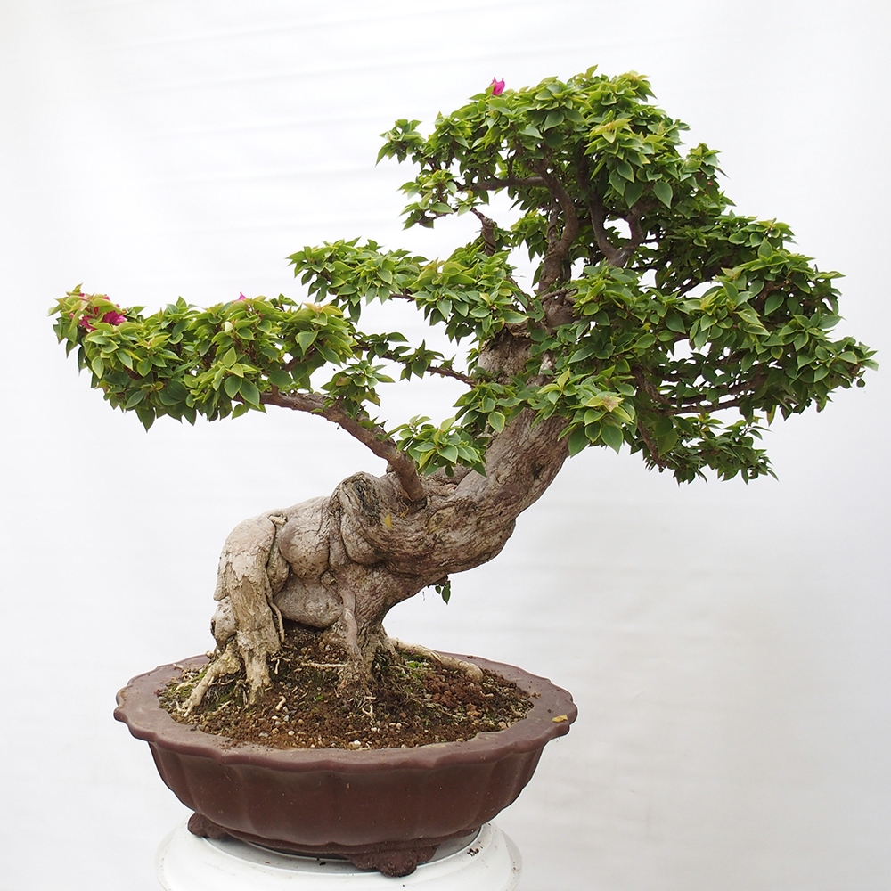 Camera bonsai - Bouganwilea