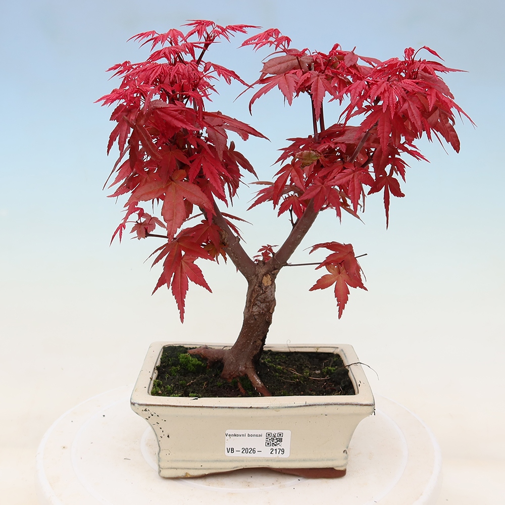Bonsai da esterno - Acer palmatum DESHOJO