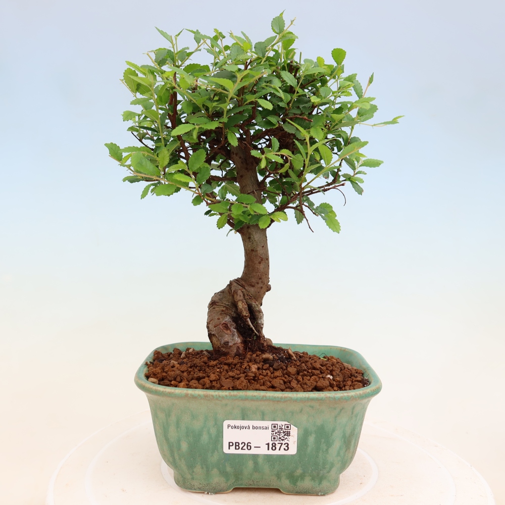 Camera bonsai - Ulmus parvifolia - Olmo a foglie piccole